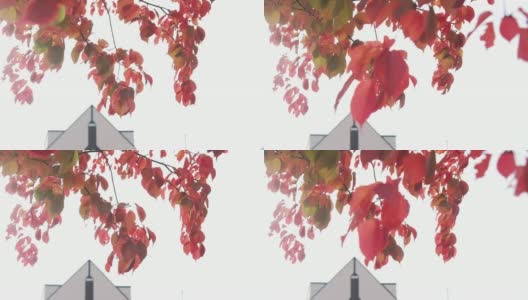 风吹红枫叶，大自然之美高清在线视频素材下载