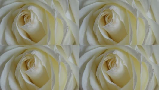 美丽盛开的白玫瑰特写锅高清在线视频素材下载