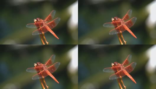 慢镜头宏金翅skimmer红蜻蜓对植物高清在线视频素材下载