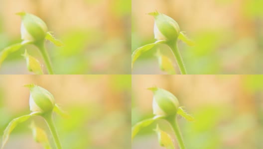 粉红色的玫瑰花蕾。美丽的玫瑰开花。高清在线视频素材下载