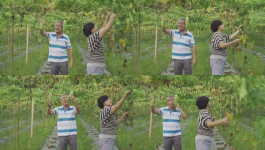 一对亚洲中国老夫妇在检查和采摘他们的苦瓜挂在树上，成熟的准备吃高清在线视频素材下载