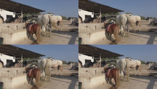 卡马尔格地区公园里，野马站在马厩里高清在线视频素材下载