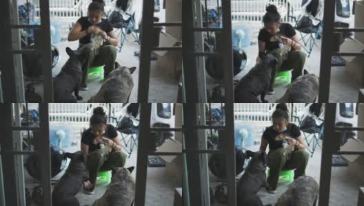 快乐的亚洲女人在家里训练她的法国斗牛犬。高清在线视频素材下载