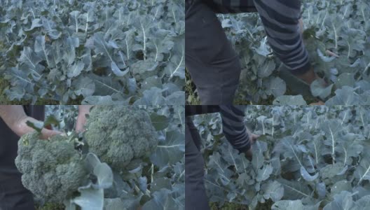 西班牙一名农民在果园里采摘花椰菜高清在线视频素材下载