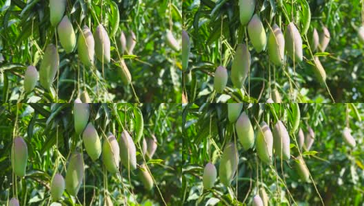 芒果水果上的芒果树在芒果花园的背景，红色象牙芒果水果在自然花园模糊的背景高清在线视频素材下载
