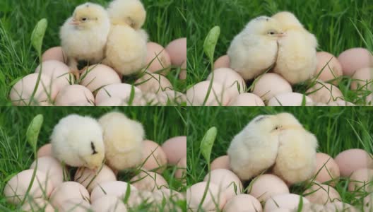 两只黄色的小鸡坐在草地上，许多鸡蛋在草地上。高清在线视频素材下载