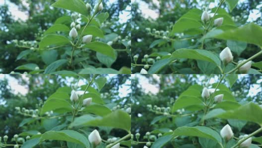 花枝闭合美丽的白色茉莉花与绿色的叶子和复制空间。4k自然植物香水香薰茶概念高清在线视频素材下载