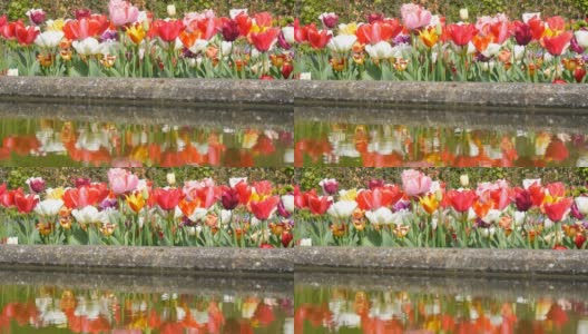 美丽的五彩郁金香混合在世界著名的库肯霍夫皇家公园的水中倒影。郁金香田近观荷兰，荷兰高清在线视频素材下载