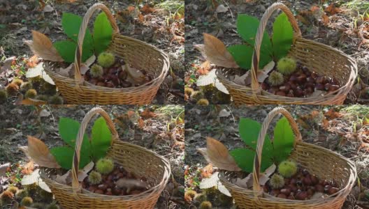 栗子落在柳条篮子里，篮子里有刺猬和栗子绿叶。秋天的季节。收获时间。典型的秋季新鲜水果。高清在线视频素材下载