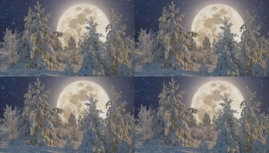 冬天的风景与夜空和明亮的月亮。冰雪覆盖的森林里的雪。云杉树枝在雪地里。从山顶上看高清在线视频素材下载