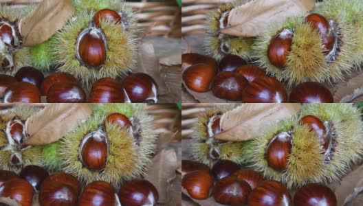 新鲜采摘的栗子和木头上的刺猬的特写。十月，板栗收获季节。典型的秋季新鲜水果。高清在线视频素材下载