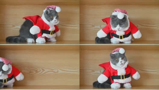 圣诞老人打扮成英国短毛猫，用舌头清洁她的嘴，然后走回去高清在线视频素材下载