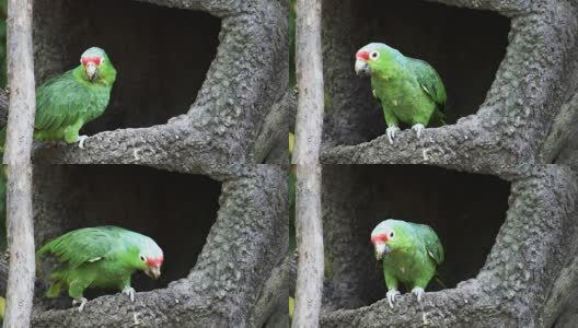 厄瓜多尔公园里的红鹦鹉高清在线视频素材下载