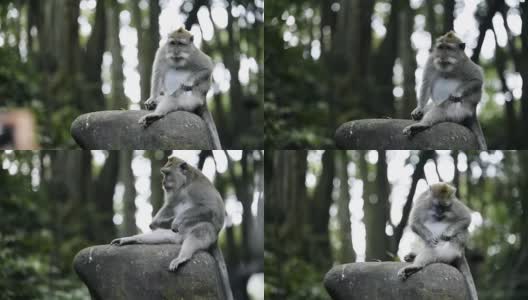 乌布圣猴森林保护区的猴子在自己捉虱子。高清在线视频素材下载