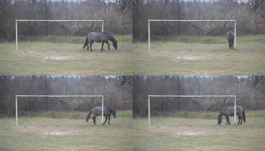 一匹马在田野里散步高清在线视频素材下载