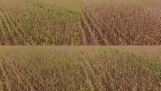 大豆种植园鸟瞰图高清在线视频素材下载