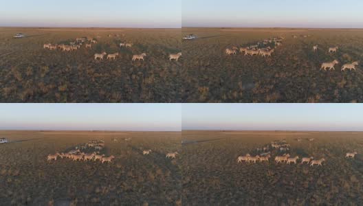 高鸟瞰图的4x4旅游safari汽车通过草原在博茨瓦纳高清在线视频素材下载