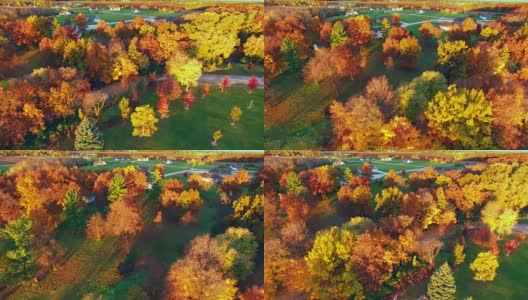 令人惊叹的色彩斑斓的秋树在黎明高清在线视频素材下载