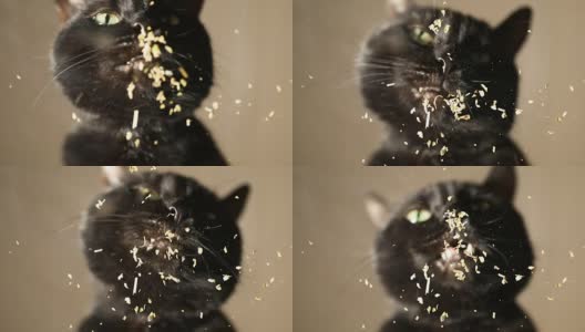 猫吃猫薄荷高清在线视频素材下载