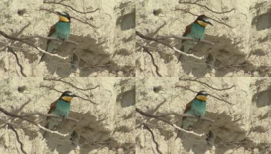 鸟食蜂鸟在栖木上做筑巢游戏高清在线视频素材下载