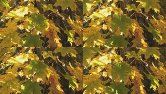 Autumn Foliage in Vermont高清在线视频素材下载