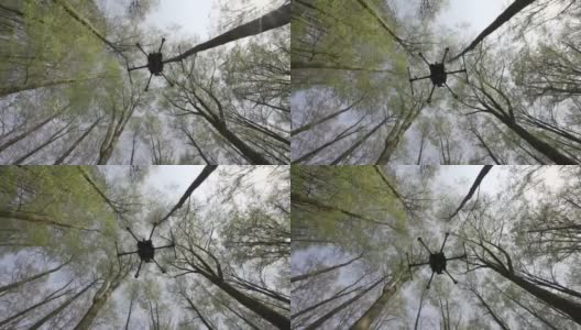 无人机导航落叶森林高清在线视频素材下载