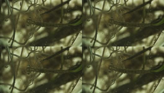 蜻蜓的幼虫，飞蛇在显微镜下捕捉并吃了一种微生物高清在线视频素材下载