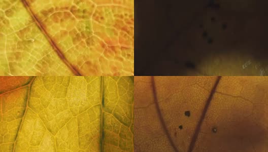 以植物叶片、植物群和自然为主题，采用色彩斑斓的过渡手法高清在线视频素材下载