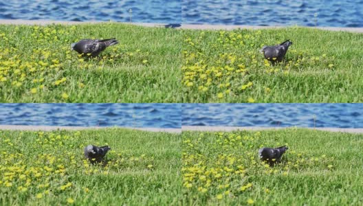 早晨，鸽子在海边的草地上吃花。缓慢的运动。1920 x1080高清在线视频素材下载