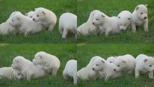 白色的哈士奇小狗高清在线视频素材下载