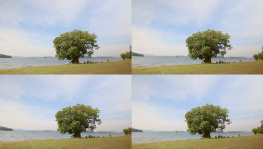 4K多莉滑块树附近的自然湖与风吹高清在线视频素材下载