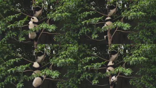 树上三只可爱的熊猫宝宝，4k高清在线视频素材下载