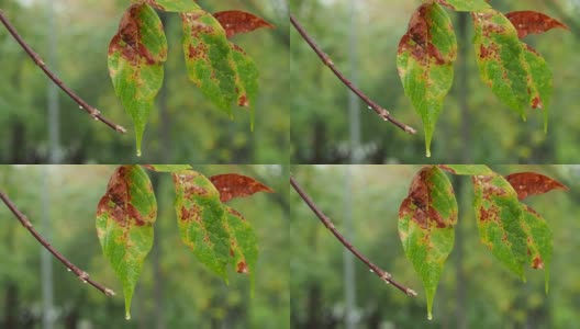 雨中湿漉漉的枫树叶五彩缤纷高清在线视频素材下载