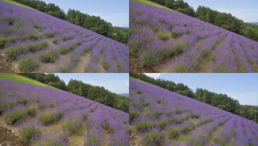 航拍日本北海道盛开的薰衣草花田高清在线视频素材下载