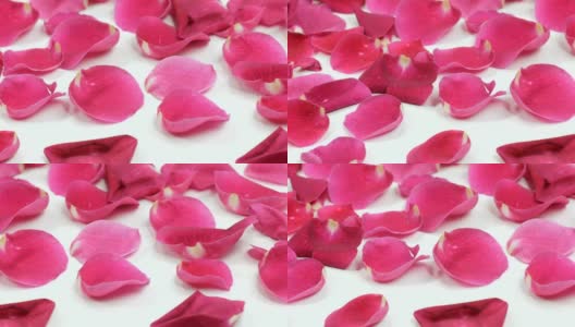 粉红色的玫瑰花瓣高清在线视频素材下载