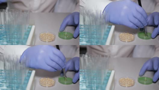 食品质量实验室的实验室助理。转基因小麦的实验室研究。医生正在进行一项改变麦苗基因组的实验。创造一种转基因植物。高清在线视频素材下载