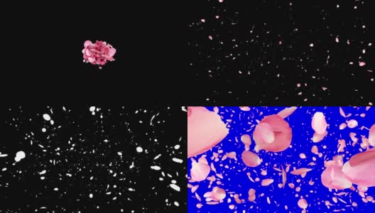 分离粉色玫瑰花瓣4K高清在线视频素材下载