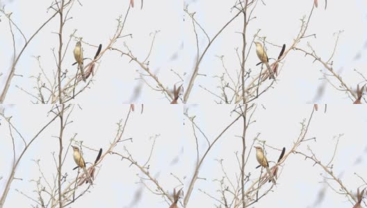 湿地树枝上的褐斑鸟。高清在线视频素材下载