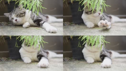 近距离的睡觉的可爱的猫与银竹树，Thyrsostachys siamensis Gamble，慢拍高清在线视频素材下载