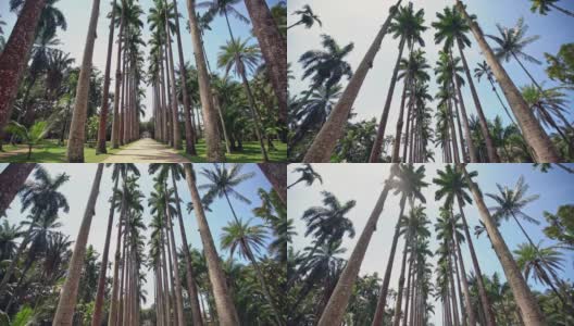 巴西里约热内卢植物园里的真正的椰子树高清在线视频素材下载