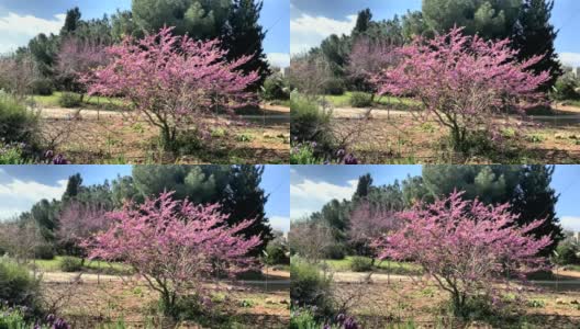 开花的紫荆(犹大树)树有粉红色的花。以色列。高清高清在线视频素材下载