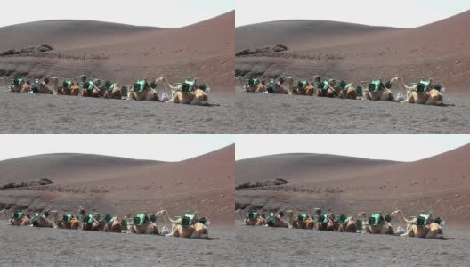 一群在火山地上休息的棕色骆驼高清在线视频素材下载