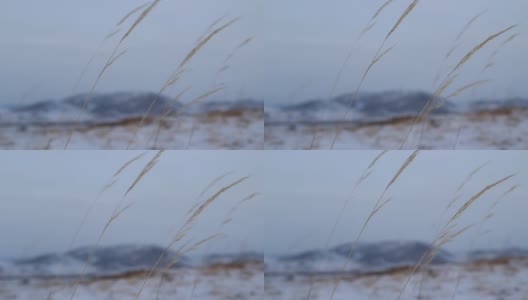 在寒冷的冬雪多风的天气里，蓝色的日落天空和雪山映衬下的草生长耳朵剪影视频高清在线视频素材下载