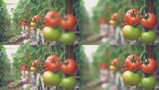 番茄大棚中的新鲜番茄高清在线视频素材下载