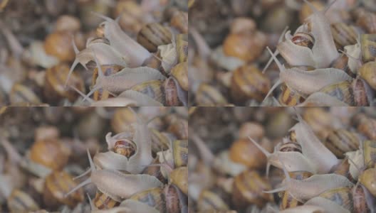 许多蜗牛聚集起来。在农场饲养蜗牛。螺旋aspersa最大值高清在线视频素材下载