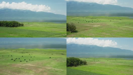 空中景观与草地，湖泊和黑野牛。高清在线视频素材下载
