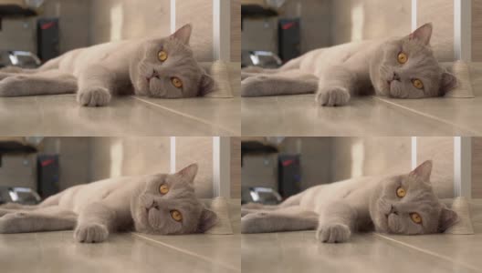 英国一只棕色大眼睛的灰色家猫正在地板上休息高清在线视频素材下载
