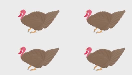 土耳其鸟。小鸟的动画。卡通高清在线视频素材下载