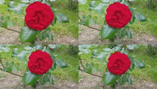4k视频，红玫瑰花迎风飘动，摄像机围绕着一丛玫瑰移动高清在线视频素材下载