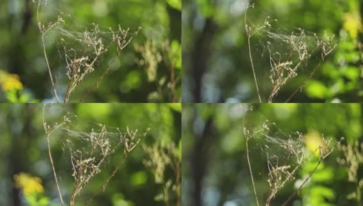 一张蜘蛛网在夏季森林的特写，森林背景高清在线视频素材下载